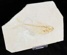 Bargain Diplomystus Fossil Fish - Wyoming #21433-1